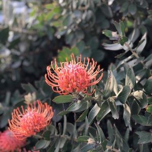 Meet your Posher, Cristy